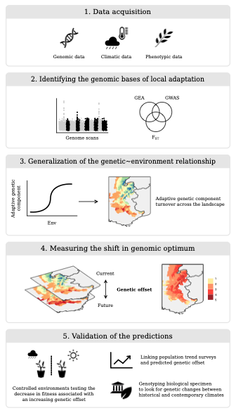Genomic forecasting workflow.