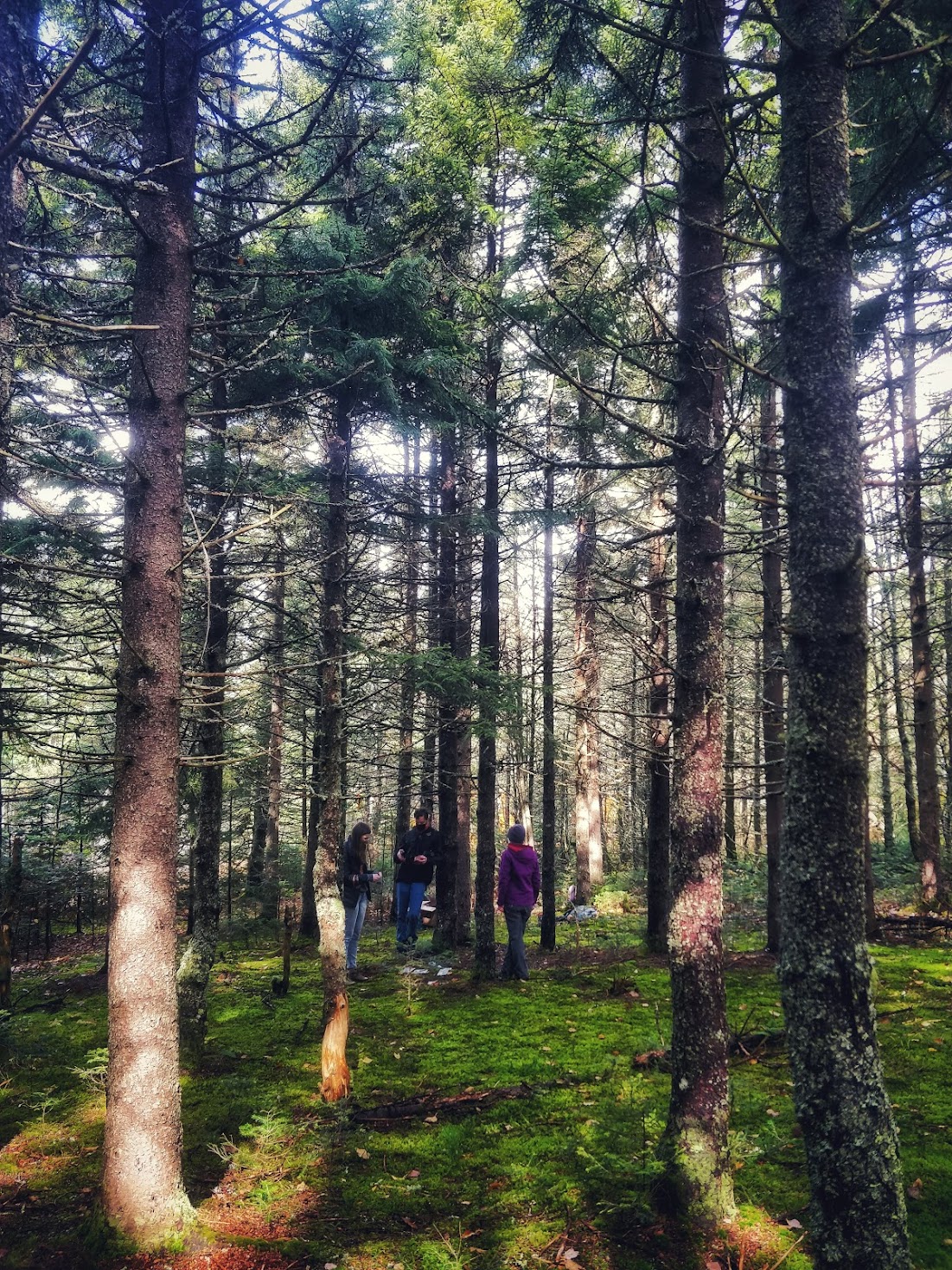 Red spruce stands in Colebrooke, NH