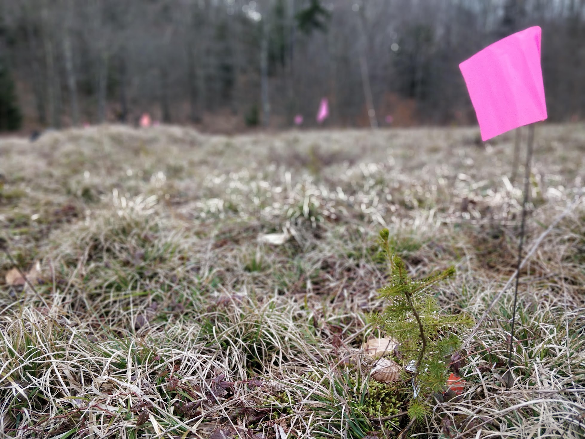 Spruce regeneration monitoring in West Virginia.